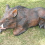 Deko Wildschwein - Wildschwein Figur Keiler liegend 2