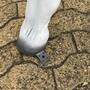 Pferde Figuren Garten - Deko Pferd lebensgross, Rappe 11
