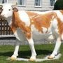 Kuh Deko Simmentaler Fleckvieh lebensgross 231 cm lang