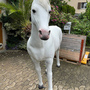 Gartenfigur Pferd lebensgross - Schimmel, verstärkt zum draufsitzen 4