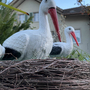 Originelle Geburtstafel mit Storch zu Geburt auf Ständer XXL  3 Störche