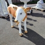 Gartenfigur Kalb Figur lebensgross Simmentaler Fleckvieh 121 cm lang