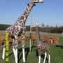 Lebensgrosse Giraffe Dekofigur, 325 cm hoch