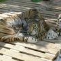 Tigerfiguren lebensgross, Mutter mit Jungem, liegend, 110 cm lang 3