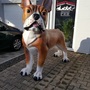 XXL Deko Figur französische Bulldogge, riesig, 175cm hoch 3