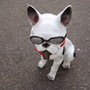 Französische Bulldogge Dekoration mit Sonnenbrille, sitzend 2