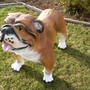 Englische Bulldogge Deko, 70cm hoch, braun-weiss 2