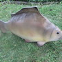 Fischfigur Deko für den Gartenteich, Karpfen, 85 cm lang