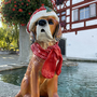 Weihnachtsdeko Outdoor - Weihnachtsfigur Deko Hund mit Mütze