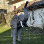 Deko Elefant für Gartendeko, Jungtier, 160 cm hoch 3
