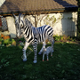XXL Gartendeko Zebra lebensgross, 160 cm hoch 3