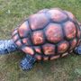 Gartenfigur Riesenschildkröte lebensgross, 106 cm lang 4