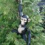 Affenfigur Deko Affe Schimpanse hängend 4
