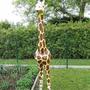 Deko Giraffe Jungtier lebensgross, 210 cm hoch 2