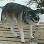 Gartenfigur Wolf lebensgross, 124 cm lang Meter lang